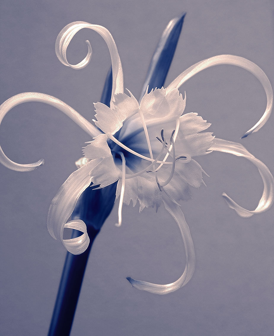 Spider Lily (Hymenocallis x festalis) duotone