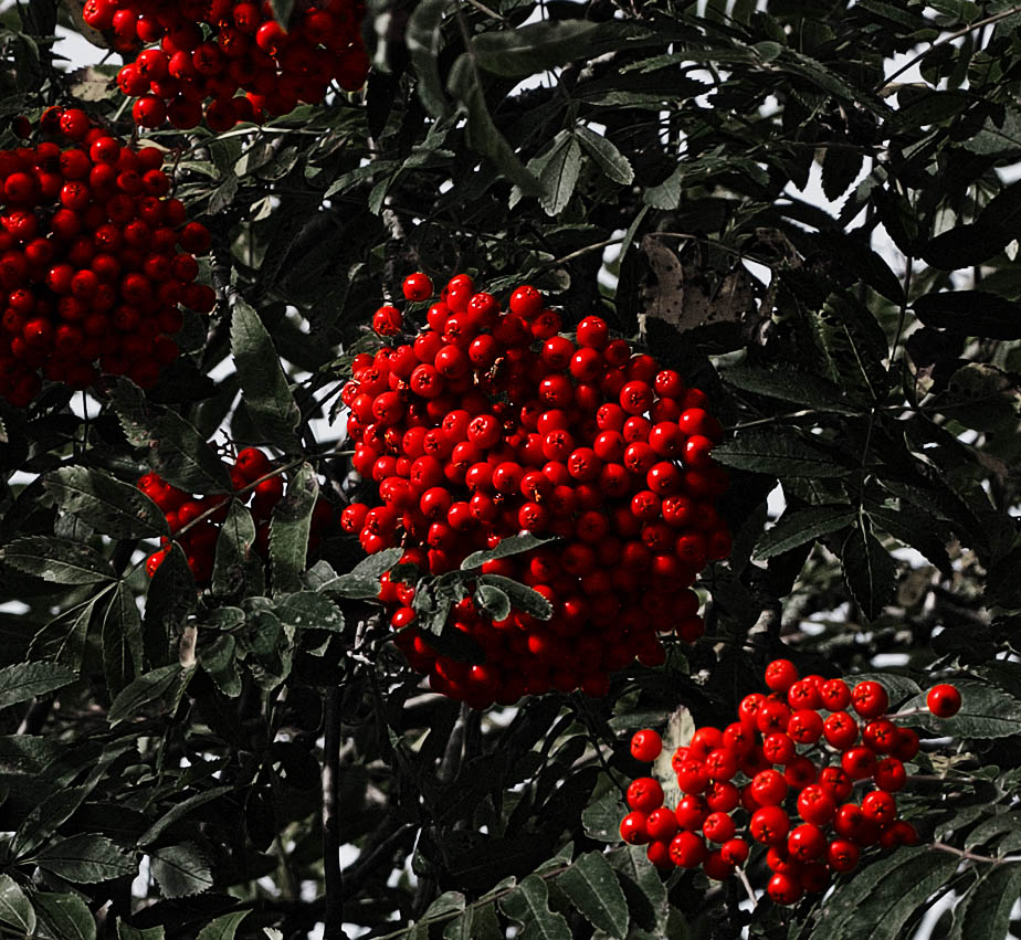 Red rowan tree berries