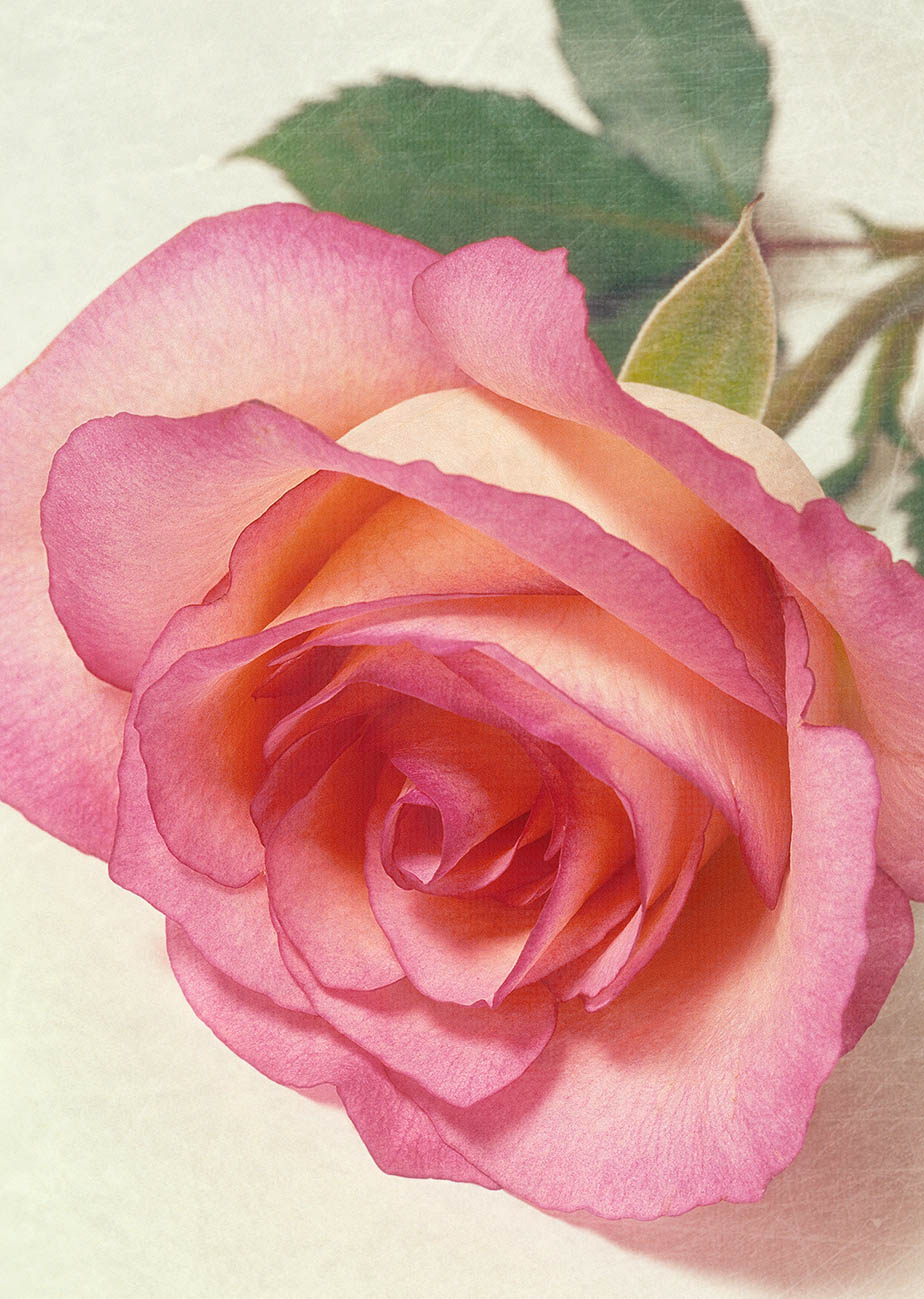 Pink and cream rose