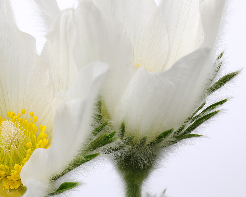 Hairy flowers of Pulsatilla vulgaris (pasque flower).