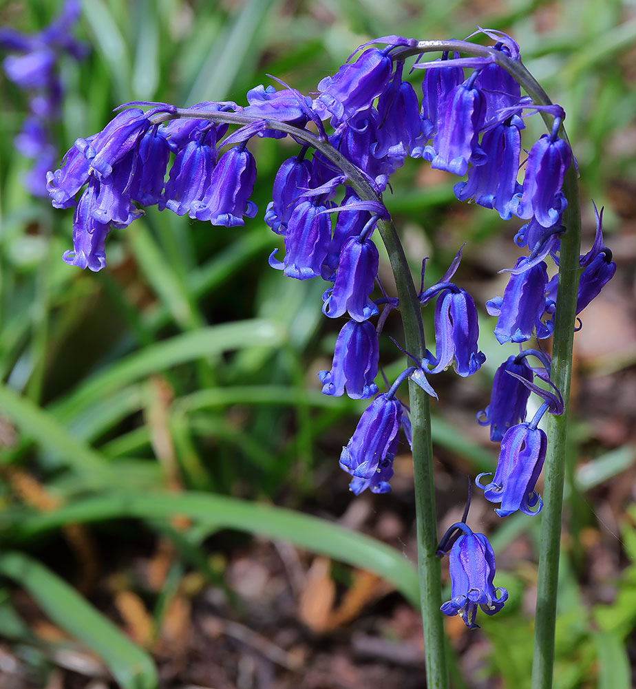 Flowers of British bluebells (Hyacinthoides non-scripta)