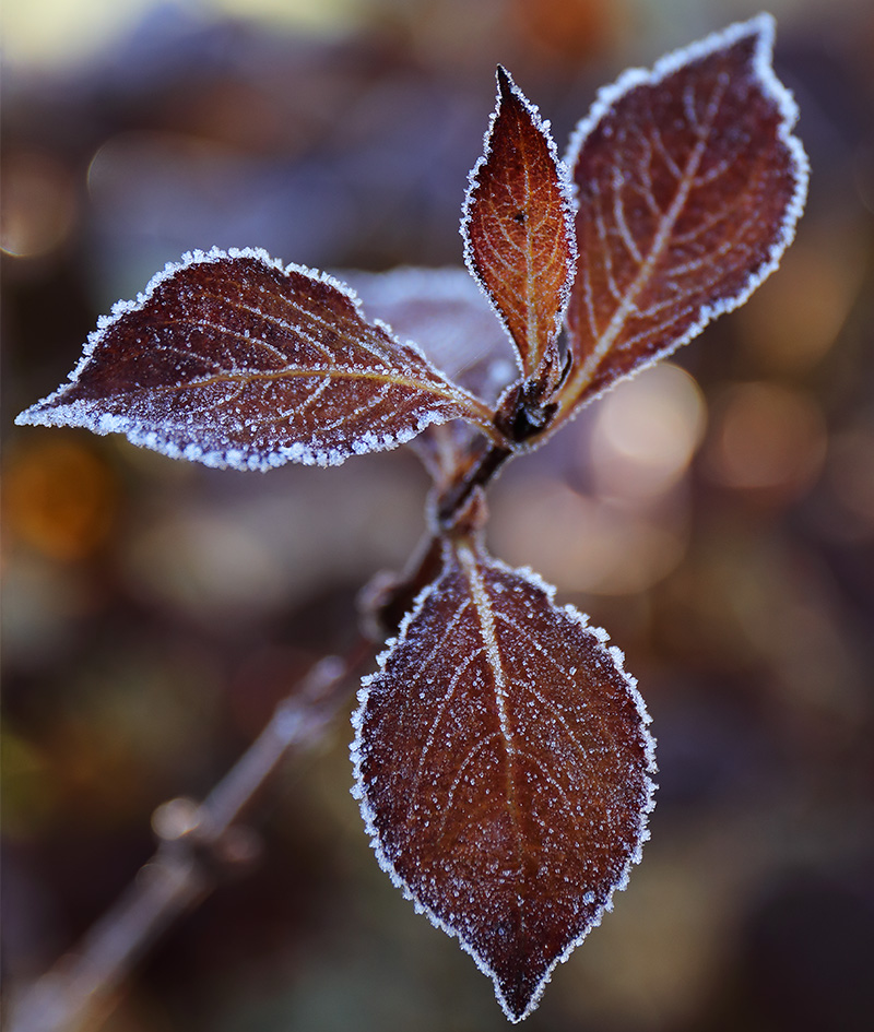 Frosted bronze weigela leaves.
