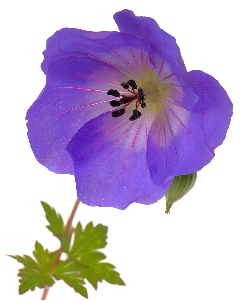 Geraniums: Easy and Reliable