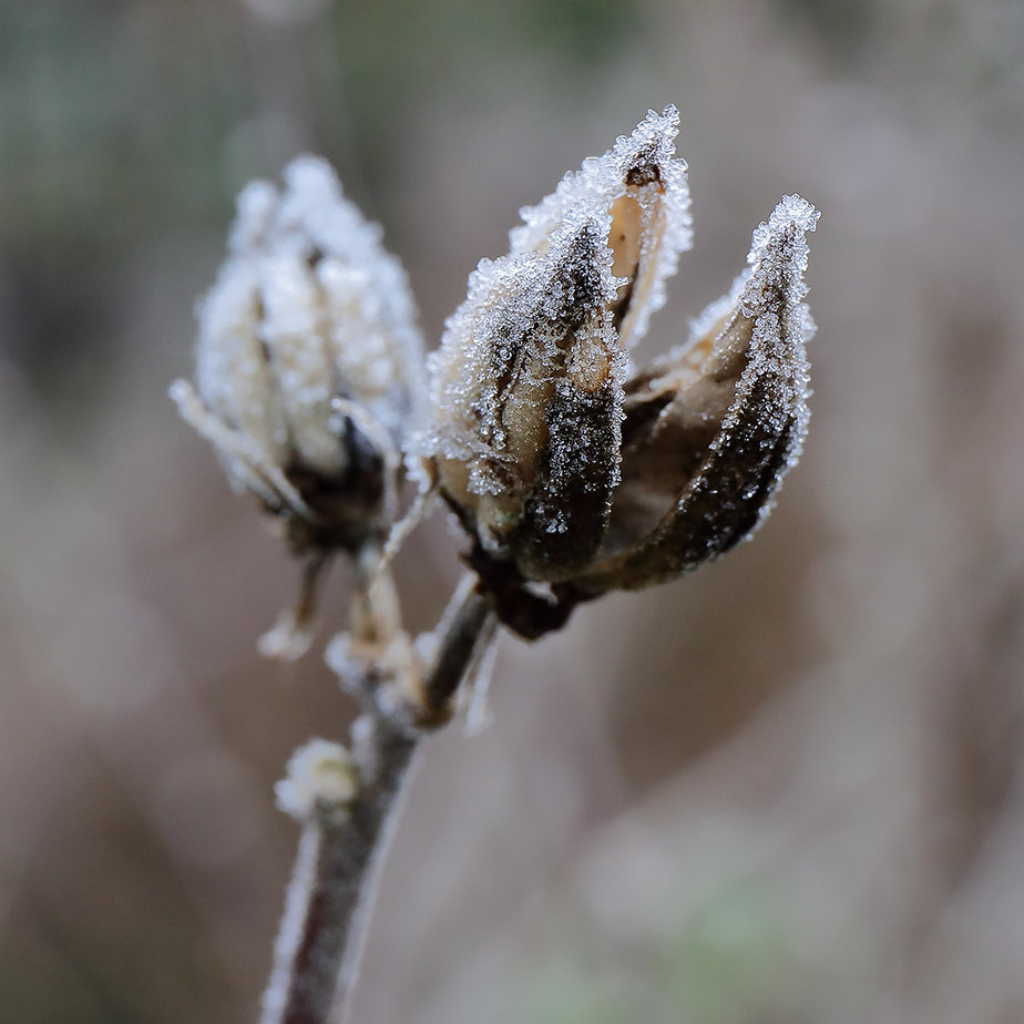 Frosted hibiscus seed-pod
