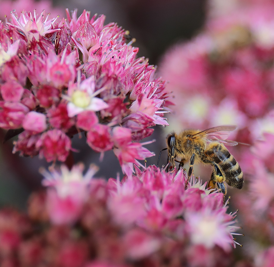 Honeybee on sedum flowers