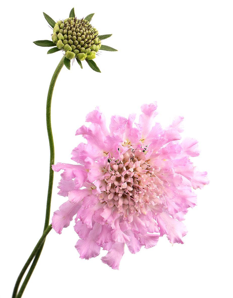 Pink scabious flower