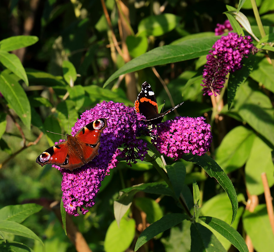 Peacock and Red Admiral butterflies