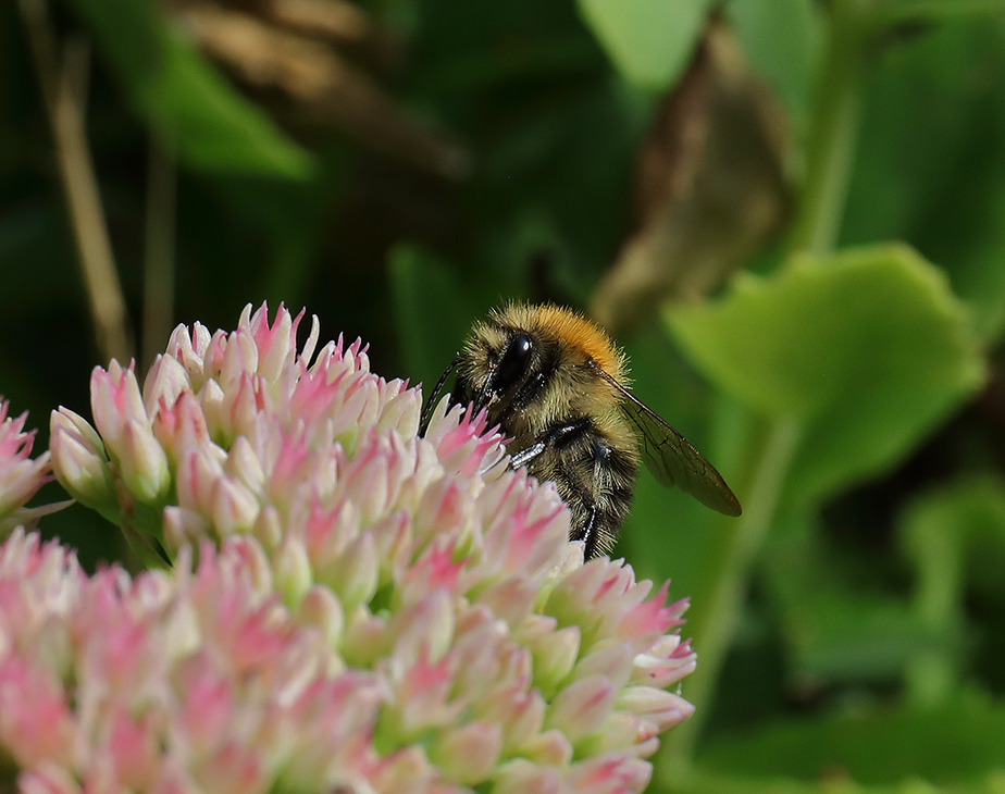 Common Carder Bee: Bee I.D.