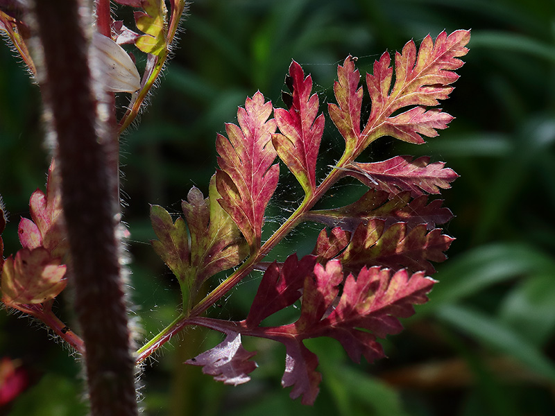 red daucus leaf