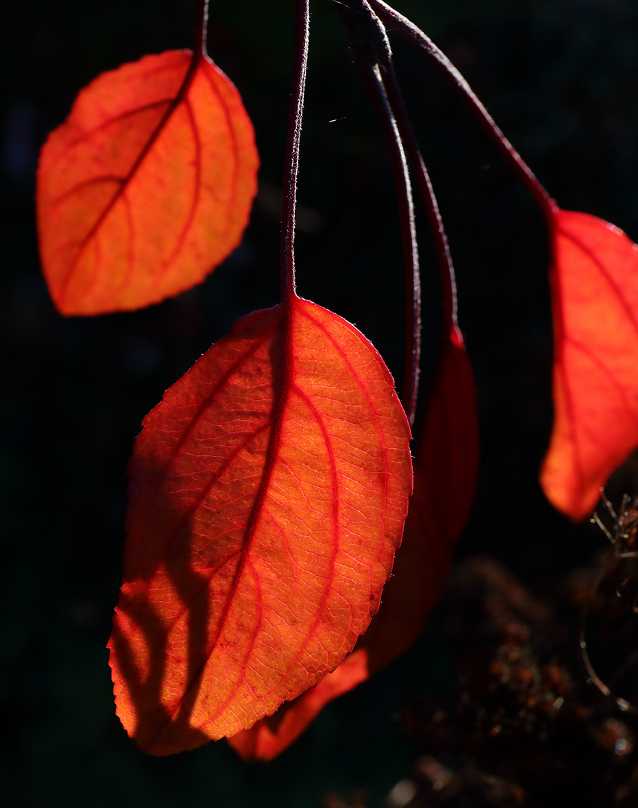 Some Autumn Reds