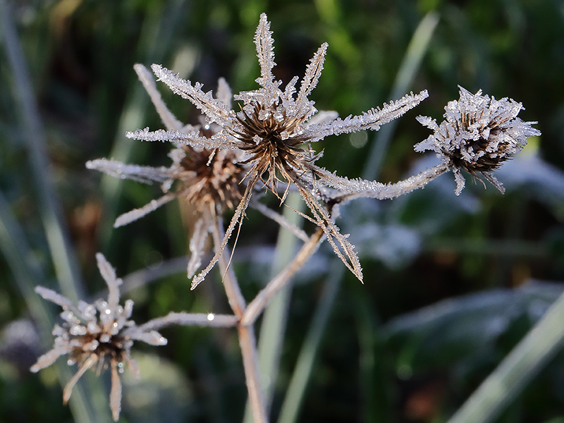 Frosted eryngium