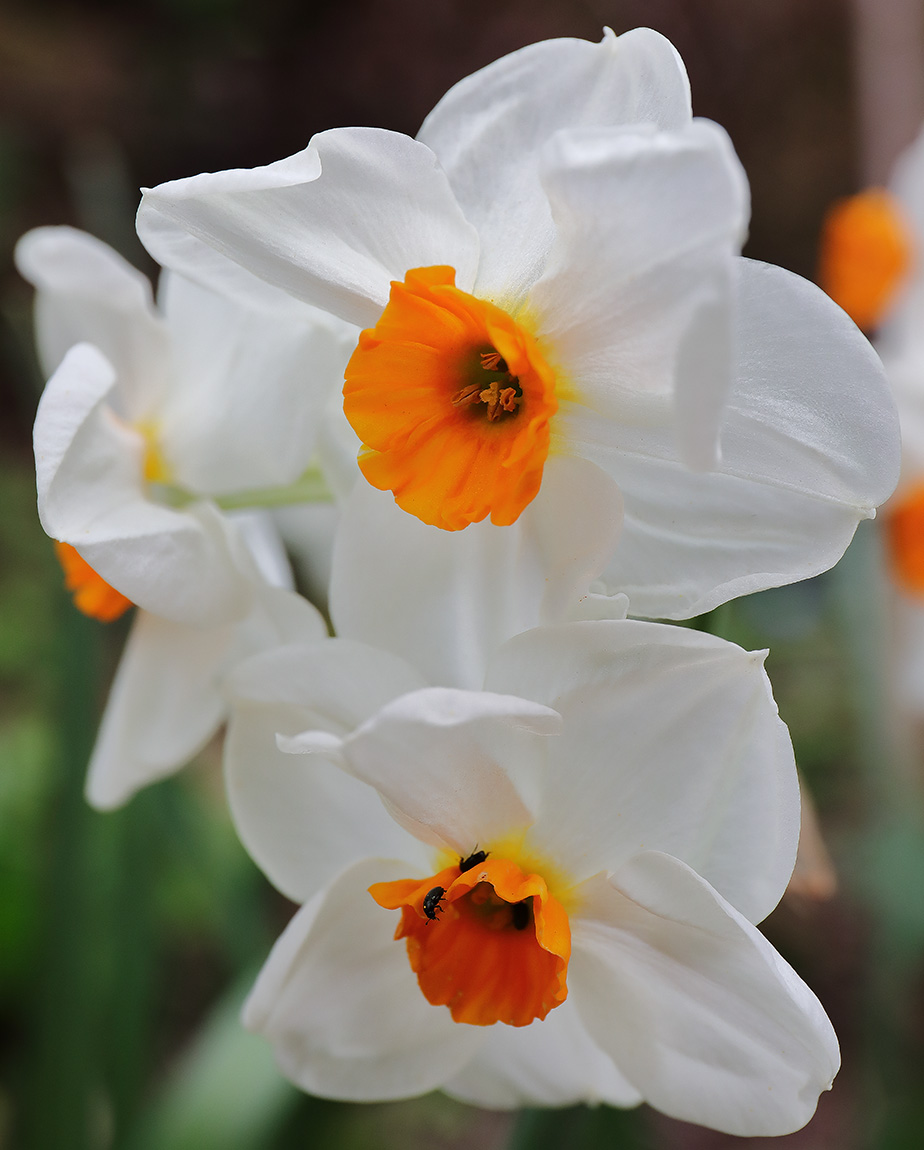white daffodil with orange cup