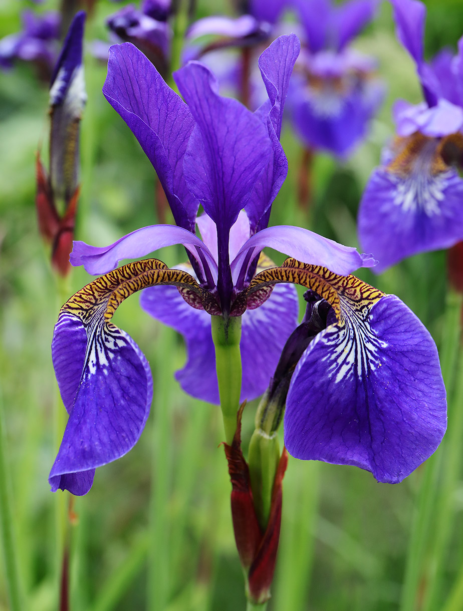 It’s time for Irises!