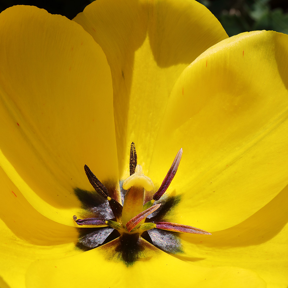 Transitory Glories: Tulips (2)