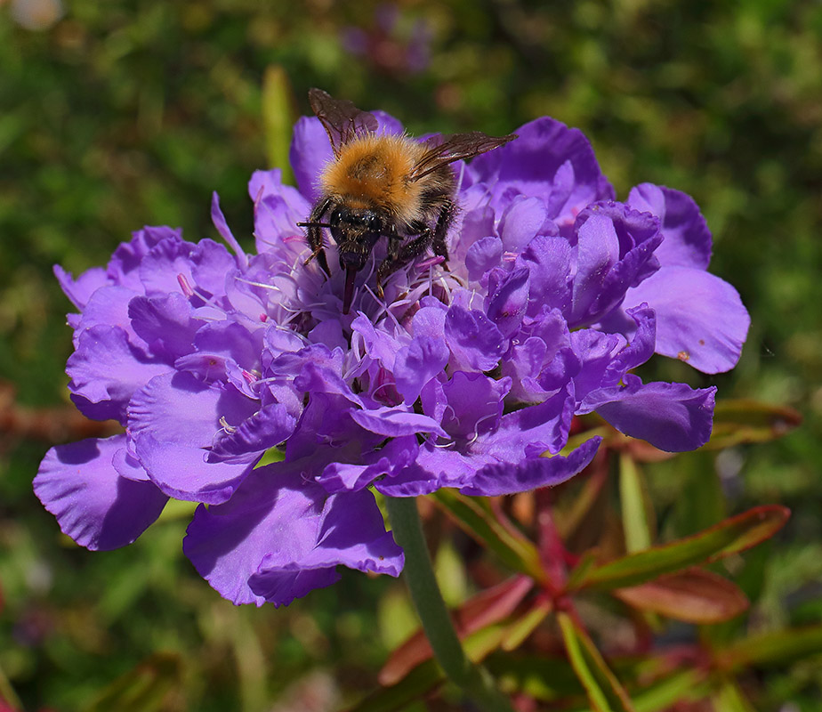 Common Carder Bee on Scabious flower