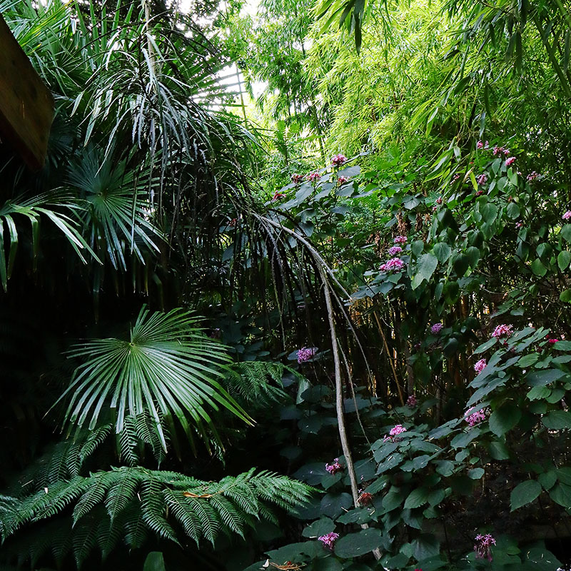 Henstead Exotic Garden