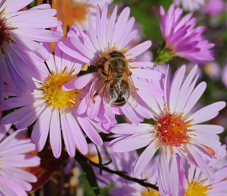 Bee on aster
