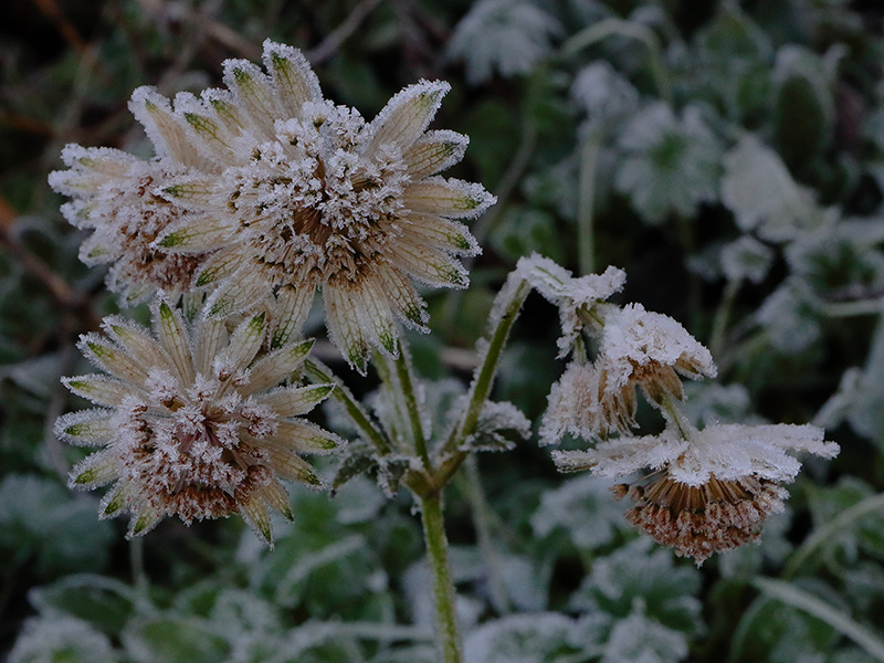 Frosted Astrantia flowers