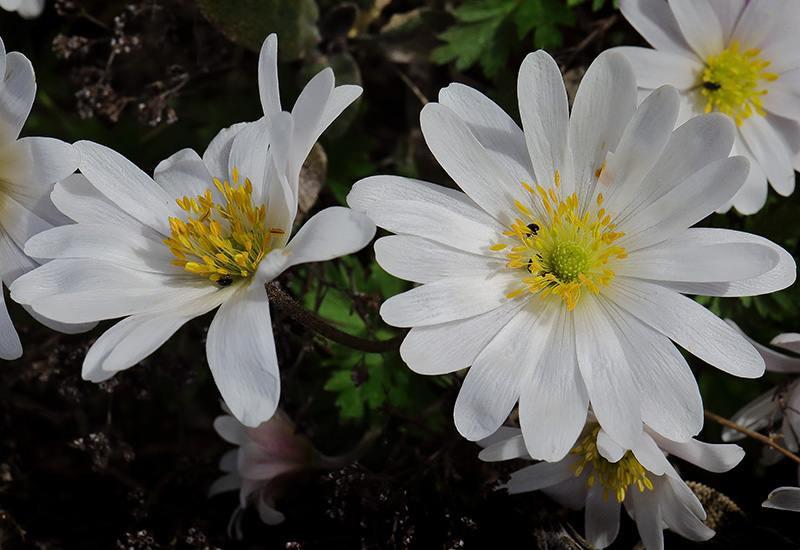 White anemone flowers (Anemone blanda)