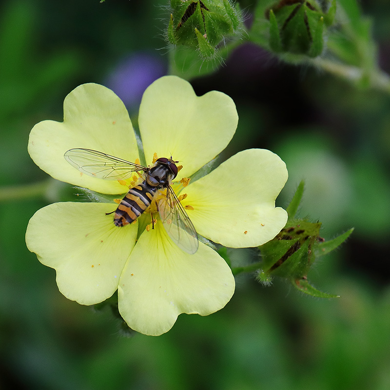 Hoverfly on potentilla flower