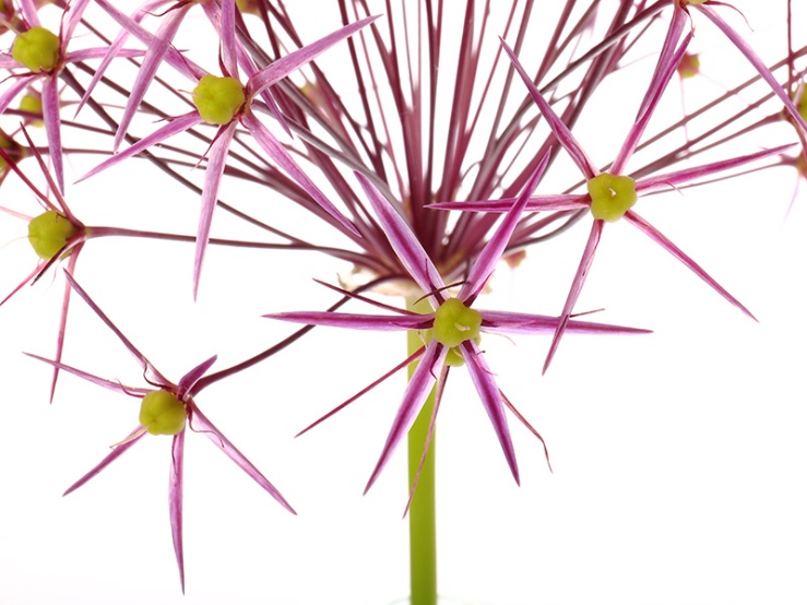 Allium christophii flower head