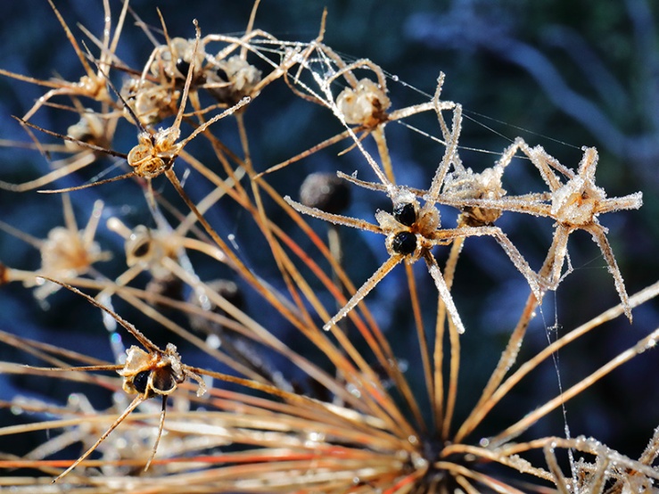 Frosted Allium christophii seed head