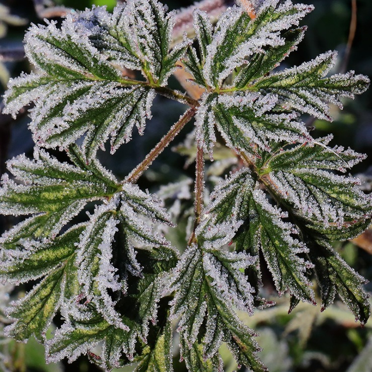 frosted blackberry leaf