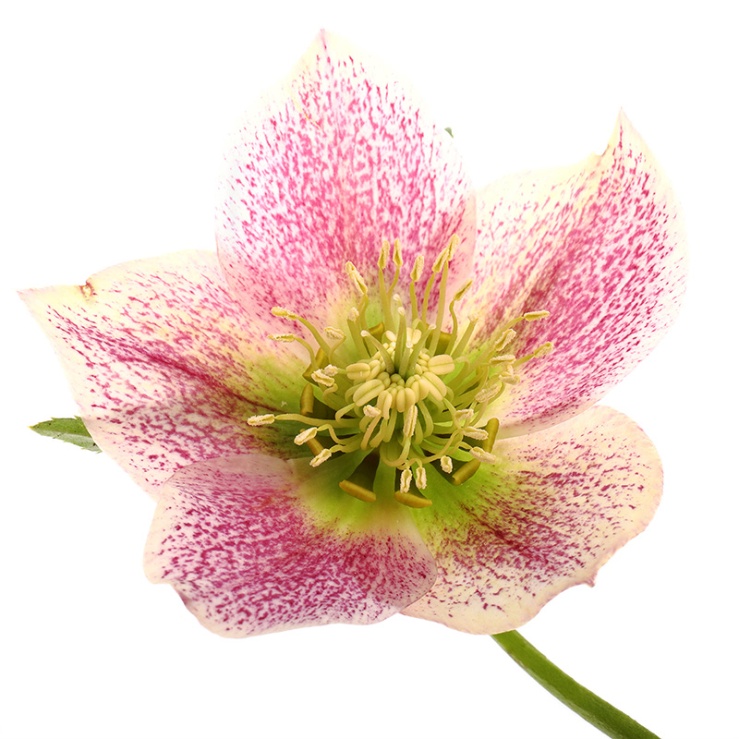 hellebore flower - white with pink spots