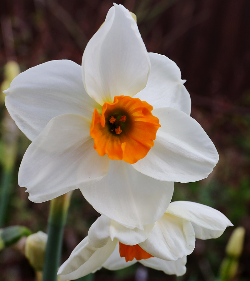 Narcissus 'Geranium' in flower