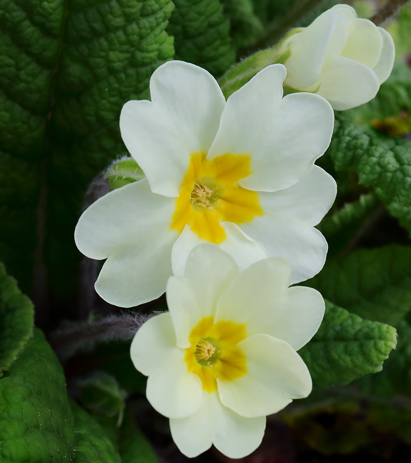 Wild primrose (Primula vulgaris)