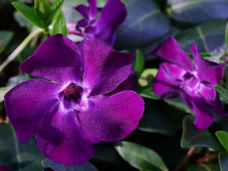 Dark purple-flowered periwinkle (Vinca minor 'Atropurpurea')