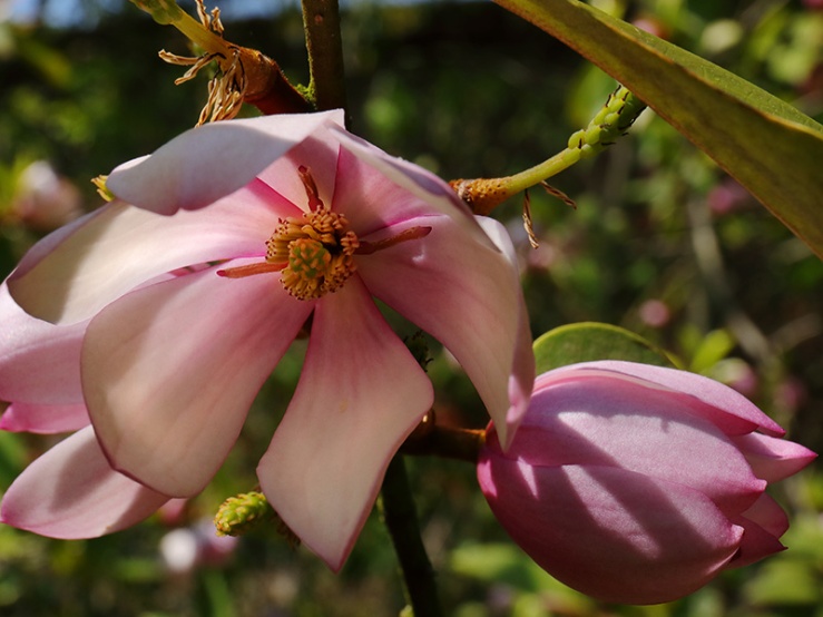 magnolia flower and bud